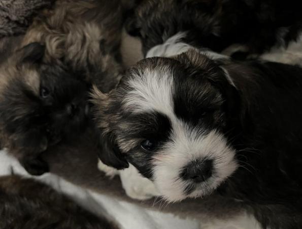 Image 2 of 4 Beautiful Shorkie Puppies for sale - Shih Tzu Cross