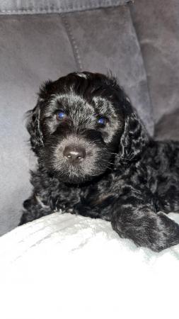 Image 8 of Available Now. Only 2 left Miniature poodle x cockerpoo