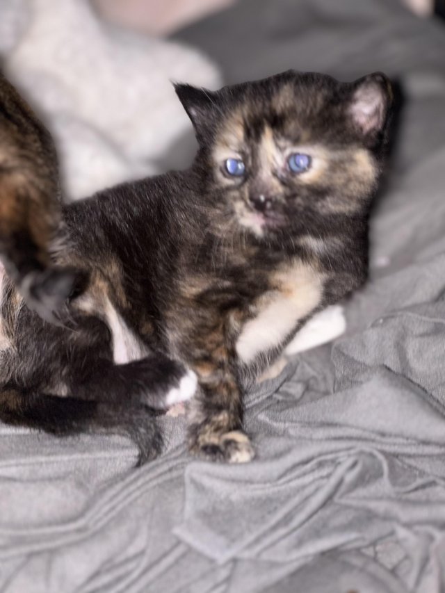 Preview of the first image of Just one black and brown marble kitten left.