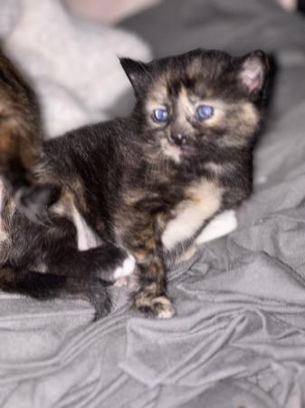 Image 1 of Just one black and brown marble kitten left