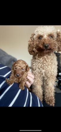 Image 3 of Last Girl left KC RED DEEP RED STUNNING TOY POODLES