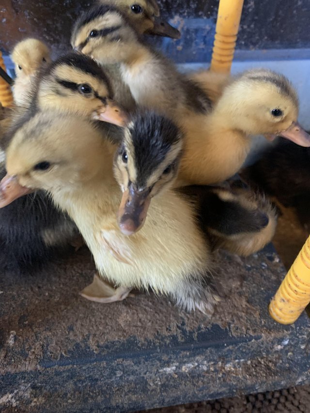 Preview of the first image of Day Old Silver Appleyard Ducklings.