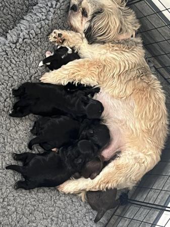 Image 7 of Shih Tzu Puppies For Sale (1 Boy)