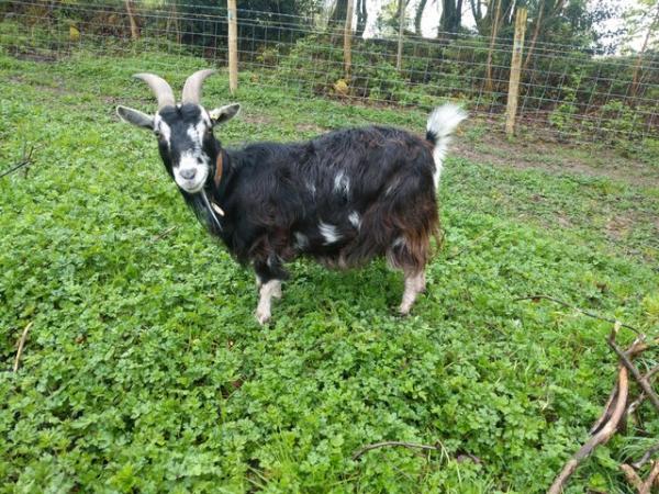 Image 1 of Pygmy X golden guernsey nanny goat with 3 kids