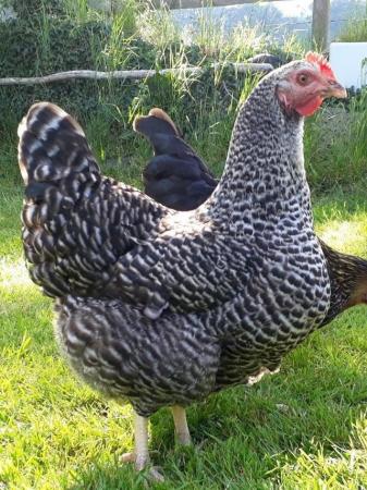Image 2 of Hybred vaccinated point oflay pullets