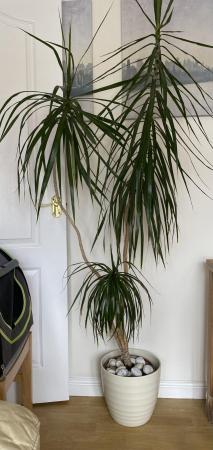 Image 1 of House plant for sale……..