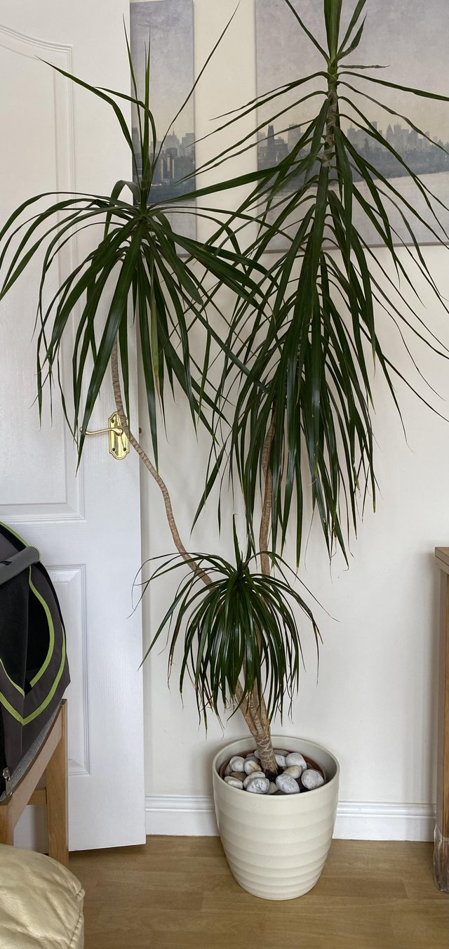 Preview of the first image of House plant for sale……...