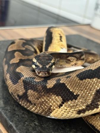 Image 5 of Gene X pied male royal python