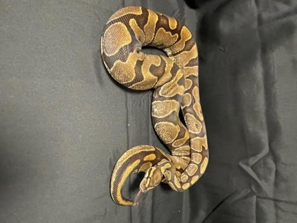 Image 2 of Adult female enchi & male piebald Ball pythons for sale