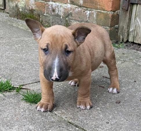 Image 1 of QUALITY K.C. REG PUPS READY NOW