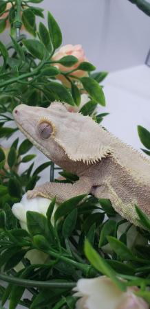 Image 6 of Stunning Proven Crested Gecko Red Phantom Lilly White Male
