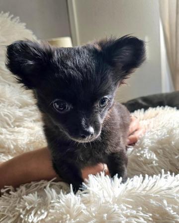 Image 8 of **Black Female Chihuahua puppy , long-haired, ready now**