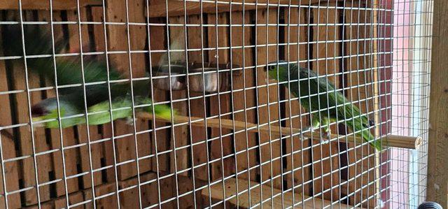 Image 1 of Male & Female Lilac Crowned Amazon Parrots For Sale