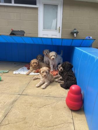Image 16 of 7 weeks old, poodle cross puppies available