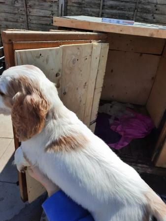 Image 8 of Working cocker spaniel puppies for sale