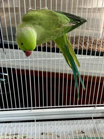 Image 1 of Ringneck Parrots 1 male