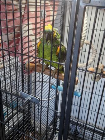 Image 2 of Blue front Amazon male parrot for sale