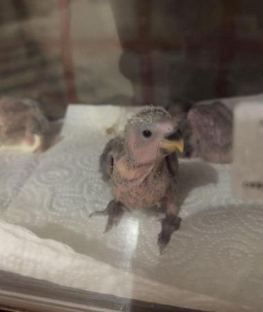 Image 6 of Hand Reared Baby Blue Peach Face Lovebirds