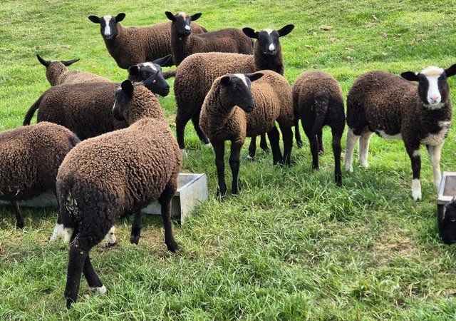 Image 4 of 2024 Zwartble lambs ewes/wethers/ram