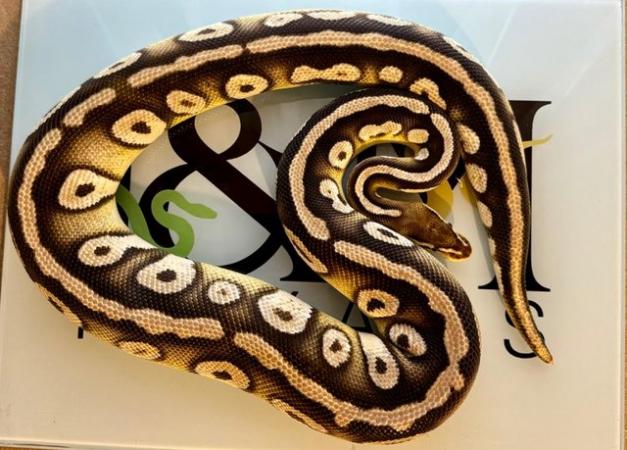 Image 4 of Mixed Morph Royal Pythons available