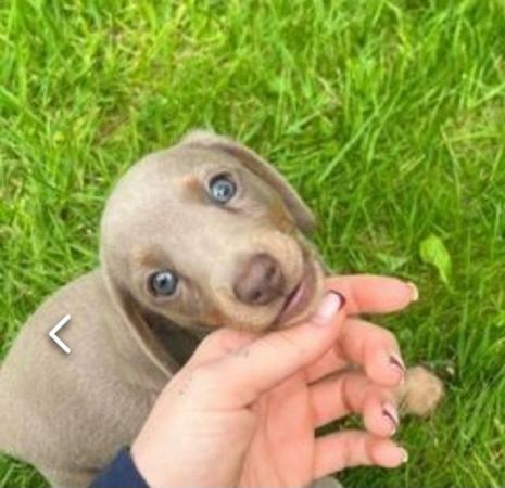Image 12 of Quality bred Miniature Dachshunds 2 boys 1 girl for sale