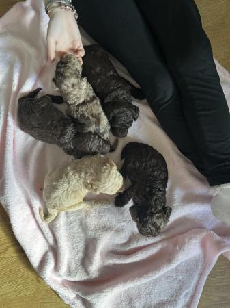 Image 11 of One left! REDUCED READY NOW Gorgeous cockapoo puppies.