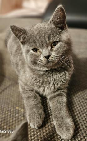 Image 3 of British shorthair blue kittens ready to leave now