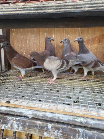 Image 1 of Racing pigeons for sale 2024
