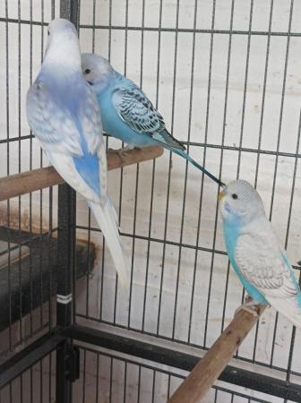 Image 3 of 5 budgies for sale 3 boys and 2 girls looking for a good hom
