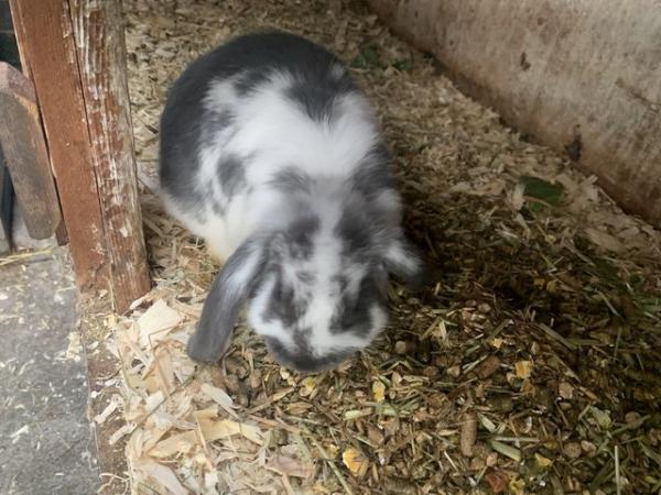Image 1 of BABY MINI LOPS LOOKING FOE EVER HOMES