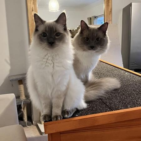 Image 2 of Gorgeous Ragdoll Kittens for sale