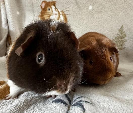 Image 1 of Gorgeous boy guinea pigs
