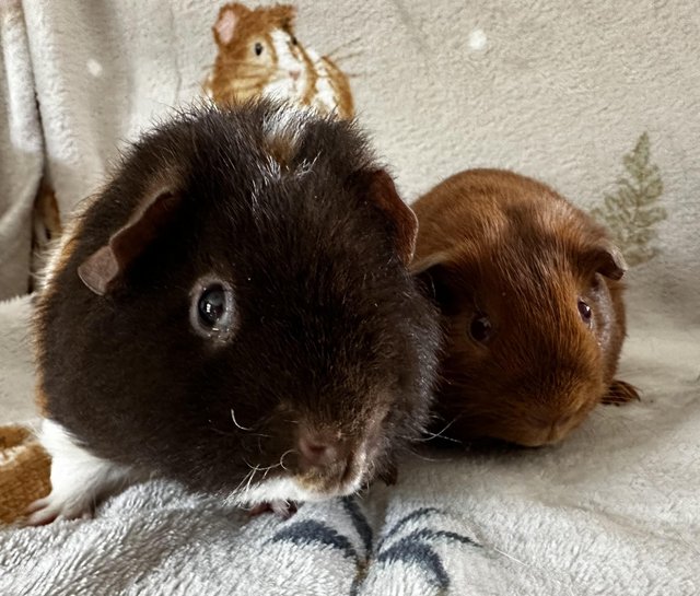 Preview of the first image of Gorgeous boy guinea pigs.
