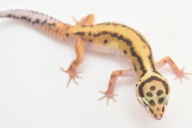 Preview of the first image of 2023 Leopard gecko Hatchlings available.