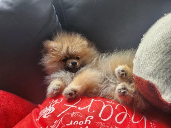 Image 6 of Pomeranian puppy for sale xs.