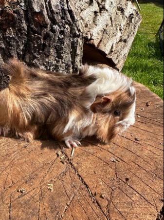 Image 10 of 4 x  Pretty long haired female guinea pigs.