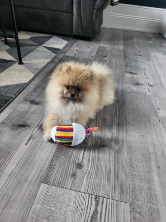 Image 1 of Pomeranian puppy for sale xs.