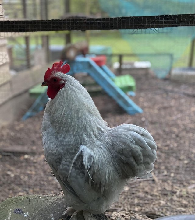 Preview of the first image of Lavender pekin bantam cockerel 10 months old.