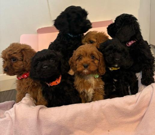 Image 5 of Gorgeous cavapoo puppies