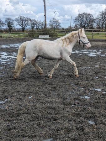Image 2 of Lovely moving, rising 2 year old gelding