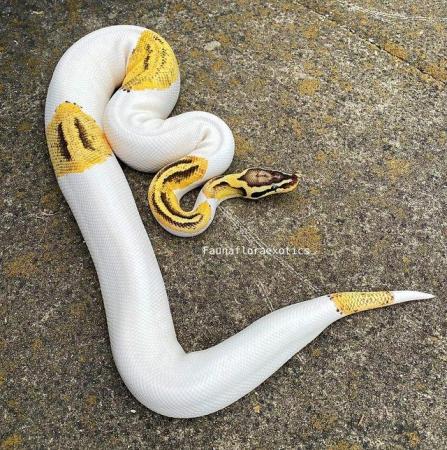Image 2 of Super pastel fire pied royal python