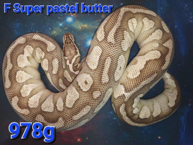 Preview of the first image of Ball pythons For sale cheap prices.