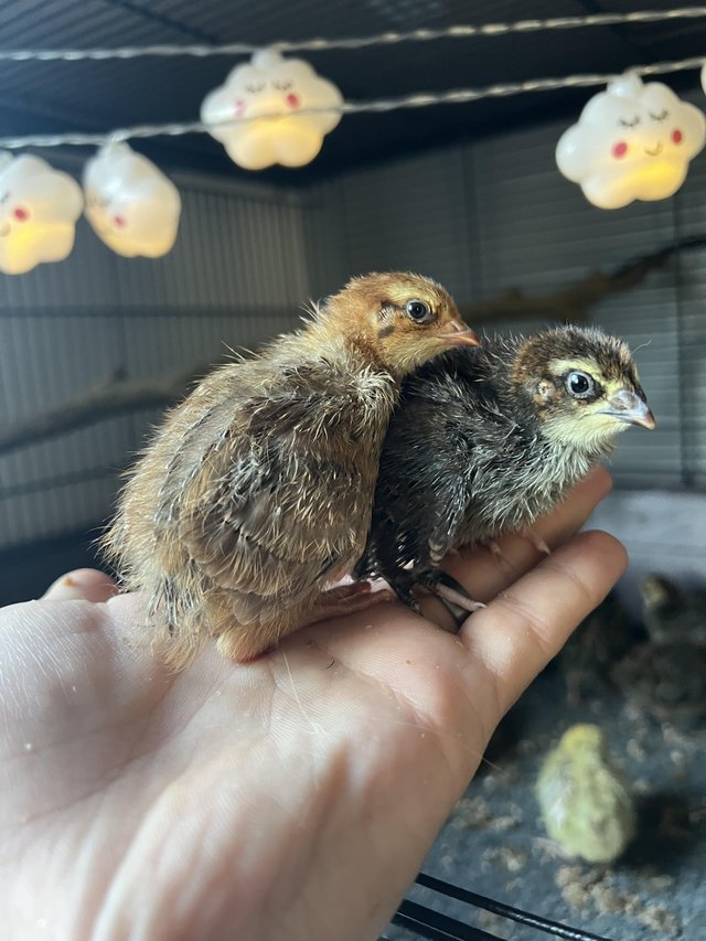 Preview of the first image of Coturnix quail week olds and older.