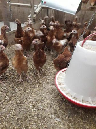 Image 3 of Hybrid pullet chickens 16 weeks old
