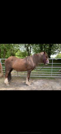 Image 2 of Sam 13.2hh Irish cob gelding pony