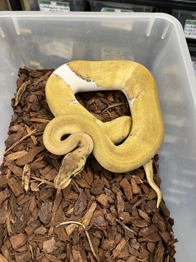 Preview of the first image of Various Royal Pythons At Urban Exotics.
