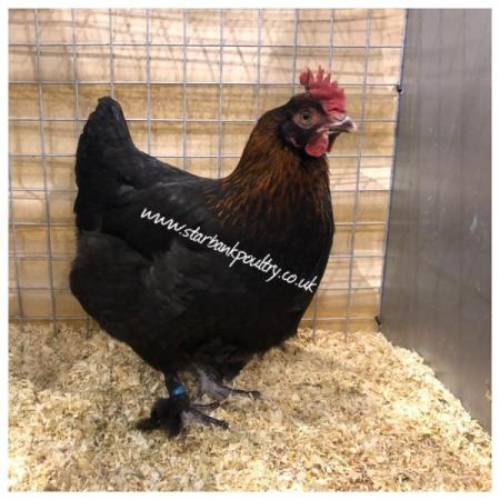 Image 15 of *POULTRY FOR SALE,EGGS,CHICKS,GROWERS,POL PULLETS*