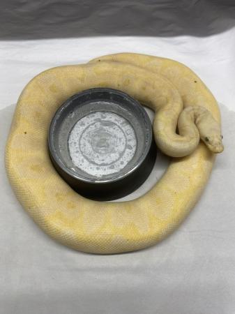 Image 2 of Male banana pastel clown royal python