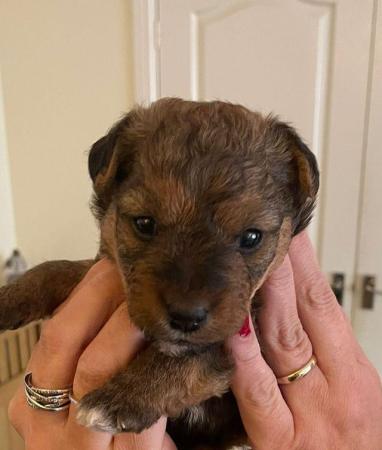Image 3 of Lakeland terrier puppies for sale
