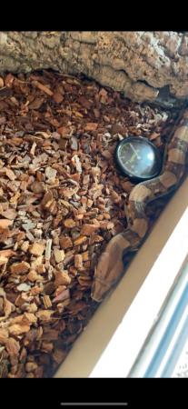 Image 2 of 4 year old female boa constrictor looking for a good home